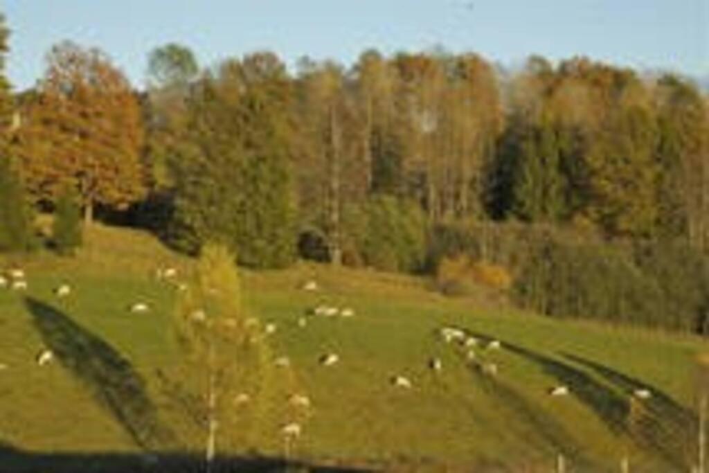 Idyllic Small Farm Appartment Tonsberg Exterior photo